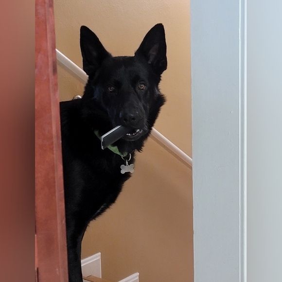 Meet my Hellhound Dexter 😈. He's a thief but loves respectful offers! - Picture 11 of 12